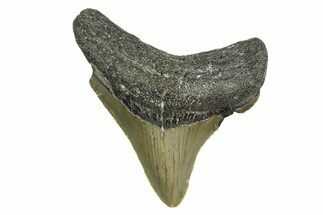 Serrated, Juvenile Megalodon Tooth - North Carolina #361682
