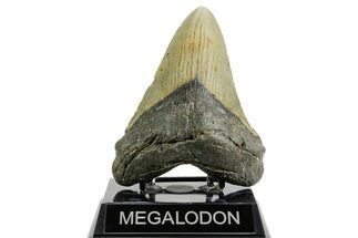 Serrated, Fossil Megalodon Tooth - North Carolina #361688