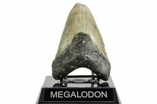 Fossil Megalodon Tooth - North Carolina #361689