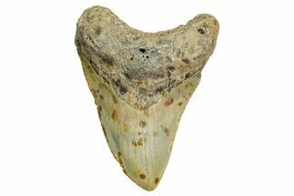 Fossil Megalodon Tooth - North Carolina #361721