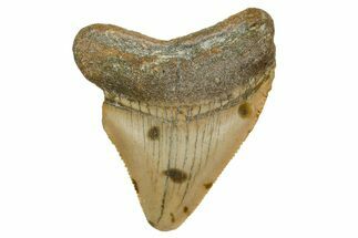 Serrated, Juvenile Megalodon Tooth - North Carolina #361727