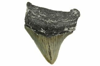 Serrated, Juvenile Megalodon Tooth - North Carolina #361728