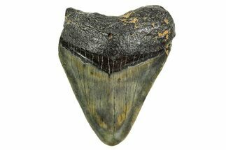 Juvenile Megalodon Tooth - North Carolina #361729