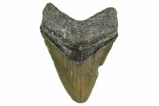 Juvenile Megalodon Tooth - North Carolina #361730