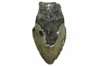 Partial, Fossil Megalodon Tooth - North Carolina #361735