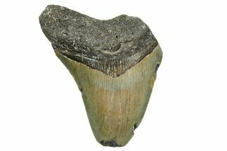 Bargain, Fossil Megalodon Tooth - North Carolina #361736