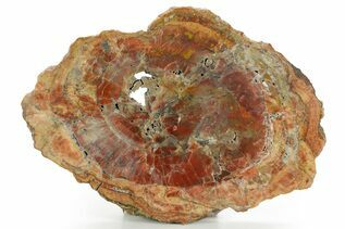 Premium Specimens For Sale