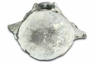 Fossil Whale Caudal Vertebra - Yorktown Formation #362059