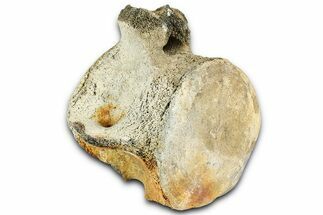 Fossil Whale Caudal Vertebra - Yorktown Formation #362068