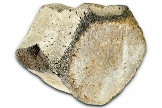Fossil Whale Lumbar Vertebra - Yorktown Formation #362081