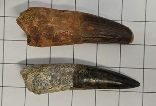 Pair of Large Fossil Spinosaurus Teeth - Real Dinosaur Teeth #362241