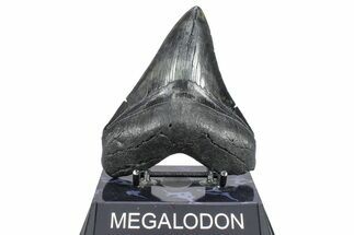 Serrated, Fossil Megalodon Tooth - South Carolina #362239