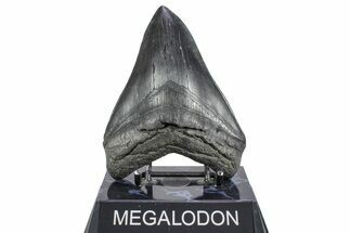 Fossil Megalodon Tooth - South Carolina #362257