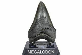 Fossil Megalodon Tooth - South Carolina #362270
