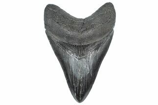 Fossil Megalodon Tooth - South Carolina #362281