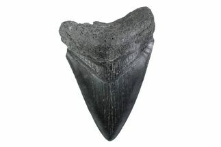 Fossil Megalodon Tooth - South Carolina #362188