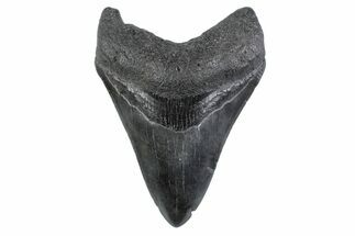 Serrated, Fossil Megalodon Tooth - South Carolina #362189