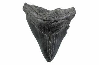 Serrated, Fossil Megalodon Tooth - South Carolina #362192