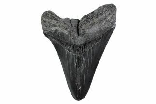 Serrated, Fossil Megalodon Tooth - South Carolina #362196