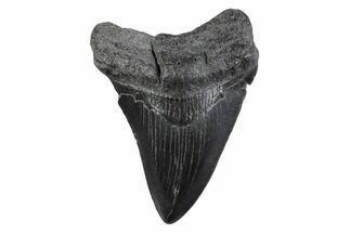Serrated, Fossil Megalodon Tooth - South Carolina #362202