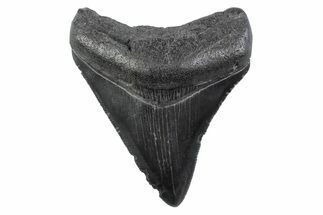 Serrated, Juvenile Megalodon Tooth - South Carolina #362204