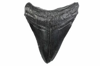 Juvenile Megalodon Tooth - South Carolina #362206