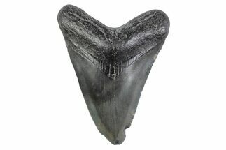 Juvenile Megalodon Tooth - South Carolina #362208