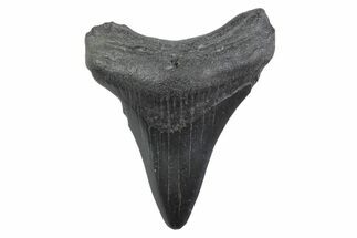 Juvenile Megalodon Tooth - South Carolina #362226