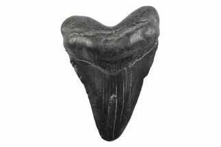 Juvenile Megalodon Tooth - South Carolina #362229