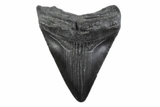 Juvenile Megalodon Tooth - South Carolina #362230
