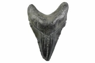 Serrated, Juvenile Megalodon Tooth - South Carolina #362231