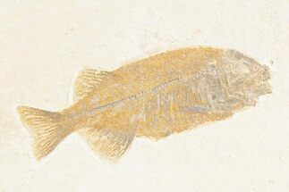Uncommon Fish (Phareodus) Fossil - Check Out Its Teeth #361068