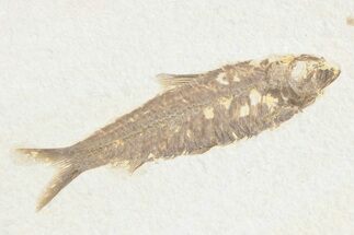 Detailed Fossil Fish (Knightia) - Wyoming #361071