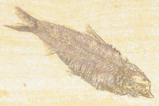 Detailed Fossil Fish (Knightia) - Wyoming #361077