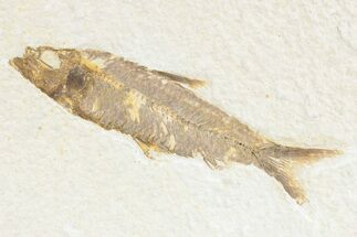 Detailed Fossil Fish (Knightia) - Wyoming #361082