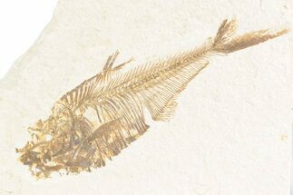 Bargain, Fossil Fish (Diplomystus) - Wyoming #361096