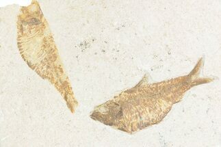 Limestone with Two Fossil Fish (Knightia alta) - Wyoming #361115