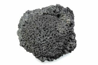 Fossil Glyptodont (Glyptotherium) Bony Armor Osteoderm - Florida #362289