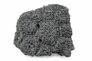 Fossil Glyptodont (Glyptotherium) Bony Armor Osteoderm - Florida #362294