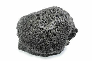 Fossil Glyptodont (Glyptotherium) Bony Armor Osteoderm - Florida #362299