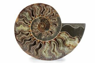 Cut & Polished Ammonite Fossil (Half) - Madagascar #362361