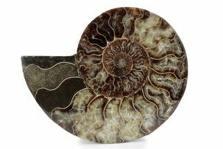 Cut & Polished Ammonite Fossil (Half) - Madagascar #362367