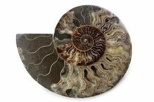 Huge 12 Inch Choffaticeras Ammonite - Rare! (#4126) For Sale