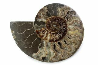 Cut & Polished Ammonite Fossil (Half) - Madagascar #362382