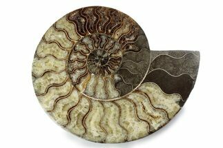 Cut & Polished Ammonite Fossil (Half) - Madagascar #362384