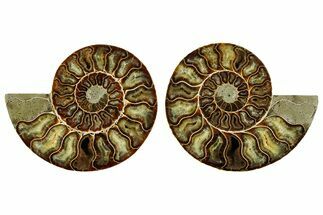 Cut & Polished Crystal-Filled Ammonite Fossil - Madagascar #362374