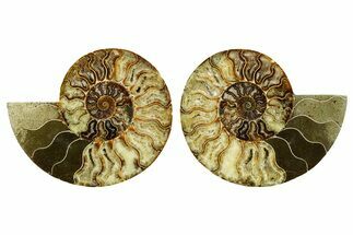 Cut & Polished Crystal-Filled Ammonite Fossil - Madagascar #362379