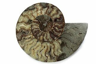 Cut & Polished Ammonite Fossil (Half) - Madagascar #362407