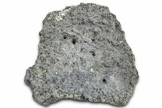 Fossil Glyptodont (Glyptotherium) Bony Armor Osteoderm - Florida #362334