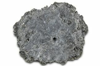 Fossil Glyptodont (Glyptotherium) Bony Armor Osteoderm - Florida #362354